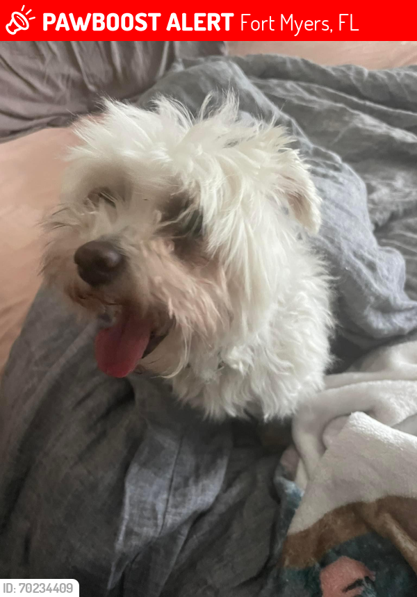 Lost Female Dog last seen McGregor and Georgetown , Fort Myers, FL 33919