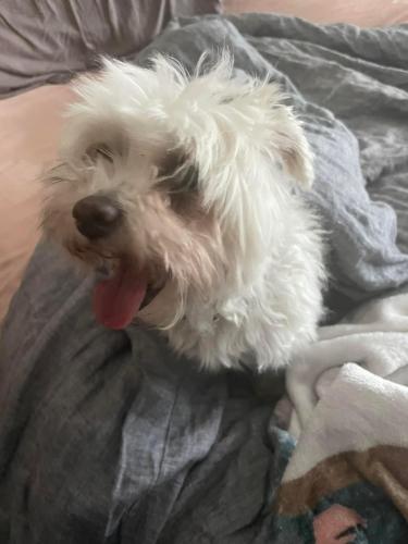 Lost Female Dog last seen McGregor and Georgetown , Fort Myers, FL 33919