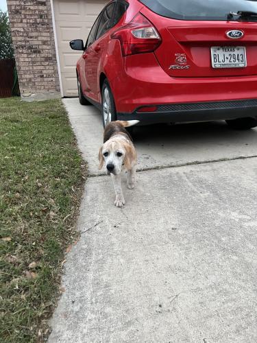 Lost Male Dog last seen Prue Bend neighborhood , San Antonio, TX 78249