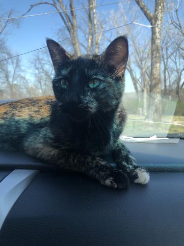 Lost Female Cat last seen 44th and tracy Ave, Kansas City, MO 64110