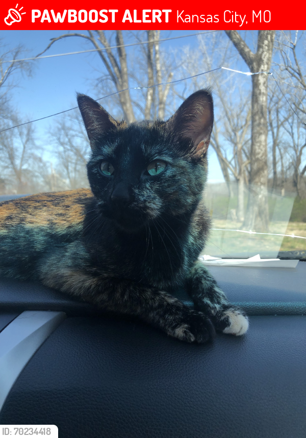 Lost Female Cat last seen 44th and tracy Ave, Kansas City, MO 64110