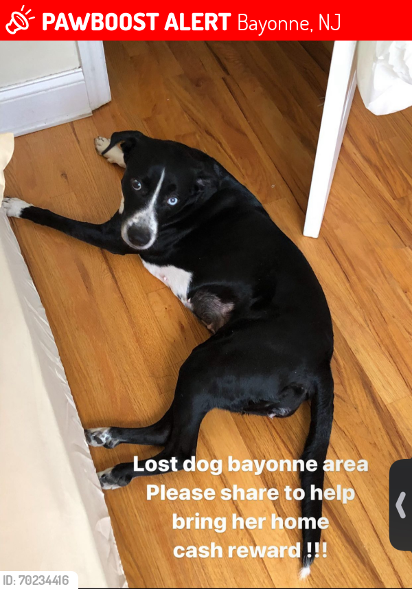 Lost Female Dog last seen West 54th street Bayonne NJ, Bayonne, NJ 07002