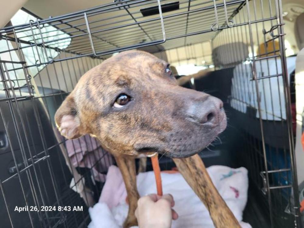 Shelter Stray Female Dog last seen Near BLOCK WOODHALL ST, DETROIT, MI, Detroit, MI 48211