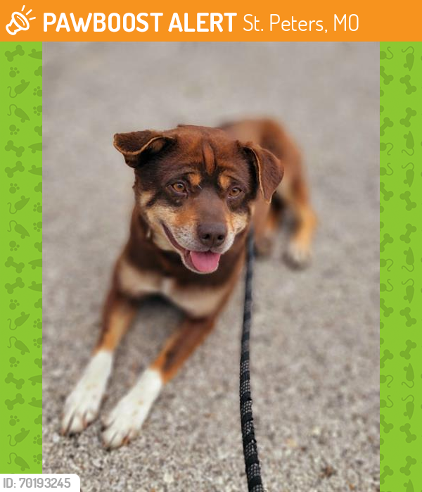 Shelter Stray Male Dog last seen ST CHARLES CO, St. Peters, MO 63376