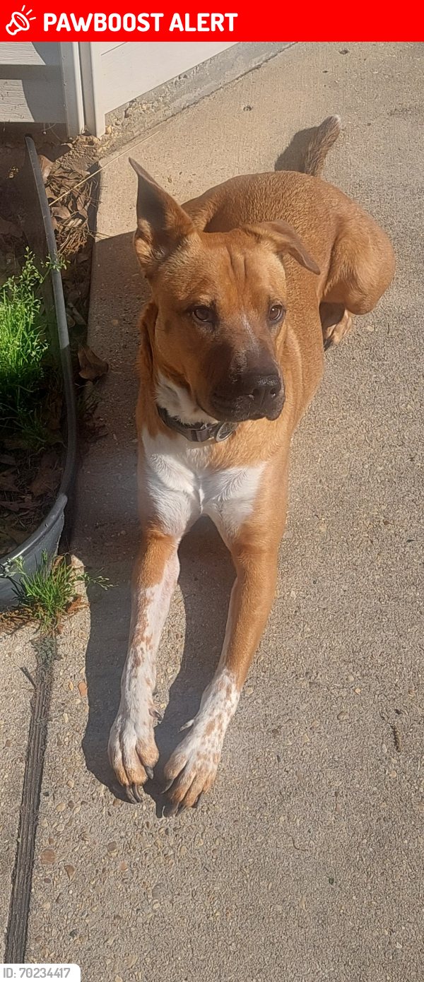 Lost Male Dog last seen Oak Park Street , St. Tammany Parish, LA 70433