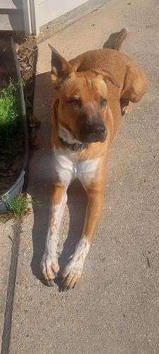 Lost Male Dog last seen Oak Park Street , St. Tammany Parish, LA 70433