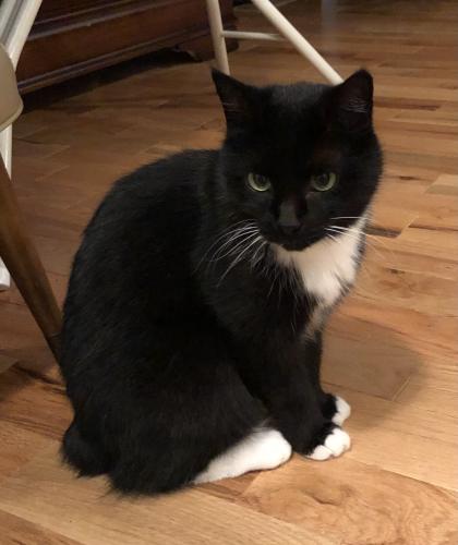Lost Female Cat last seen Keeland Heights subdivision in Gray, Johnson City, TN 37615
