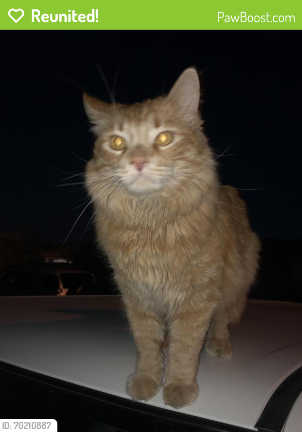 Reunited Male Cat last seen Alta Vista Park, Sun City, AZ 85363