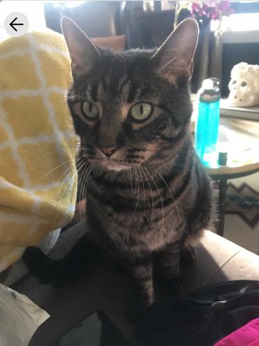 Lost Male Cat last seen Corner of eichelberger and wherry in south city , St. Louis, MO 63109