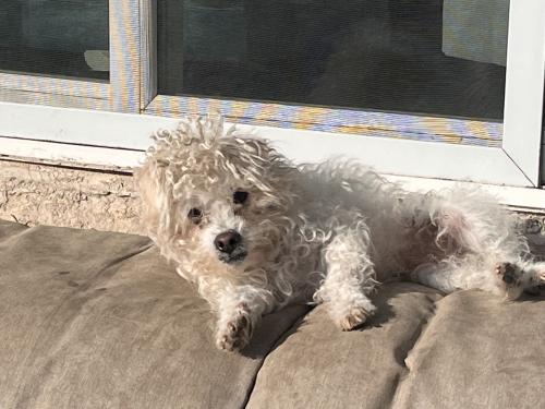 Lost Male Dog last seen Manville Ave and Riverview Dr, Pittsburg, CA 94565