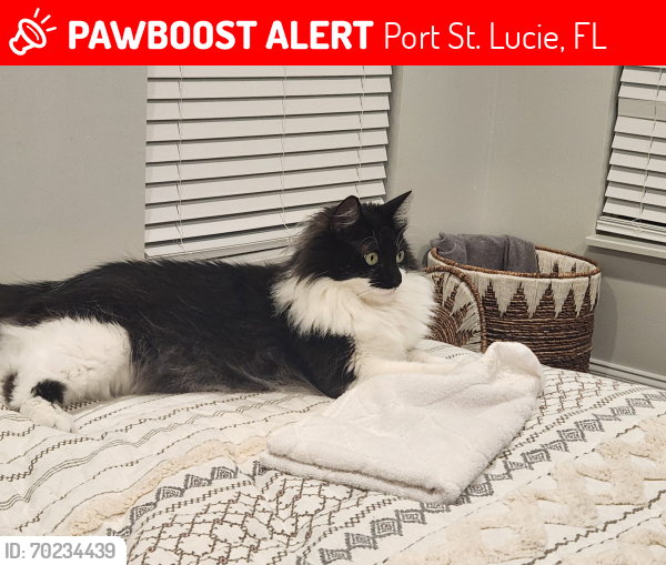 Lost Female Cat last seen Se Charleston and Blackwell  near green river parkway, Port St. Lucie, FL 34952
