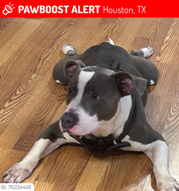 Lost Male Dog last seen Hollister & Gulfbank corner store , Houston, TX 77040