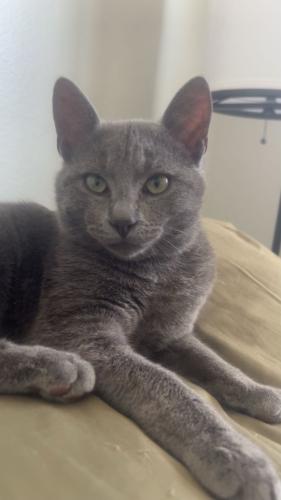 Lost Male Cat last seen Newby & Endicott, Riverside, CA 92505