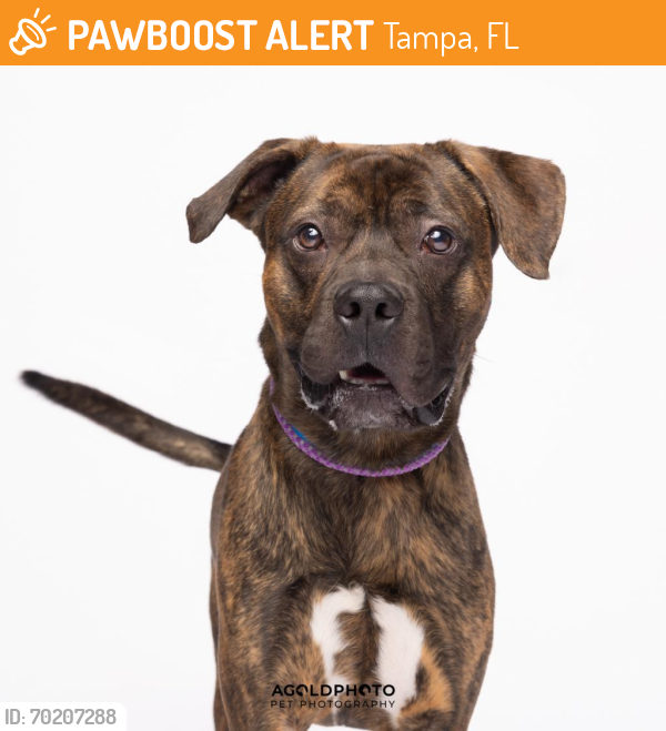 Shelter Stray Male Dog last seen , Tampa, FL 33607