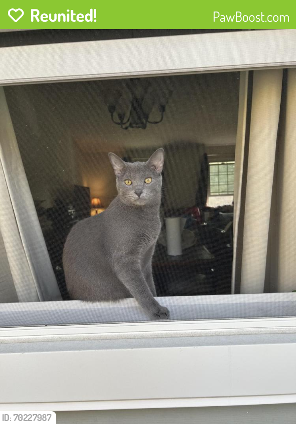 Reunited Male Cat last seen Near Highland Greens Dr, West Chester Township, OH 45069, USA, West Chester Township, OH 45069