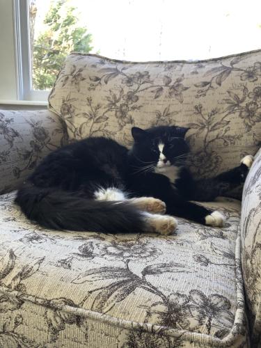 Lost Male Cat last seen Lookout Valley, Chattanooga, TN 37419