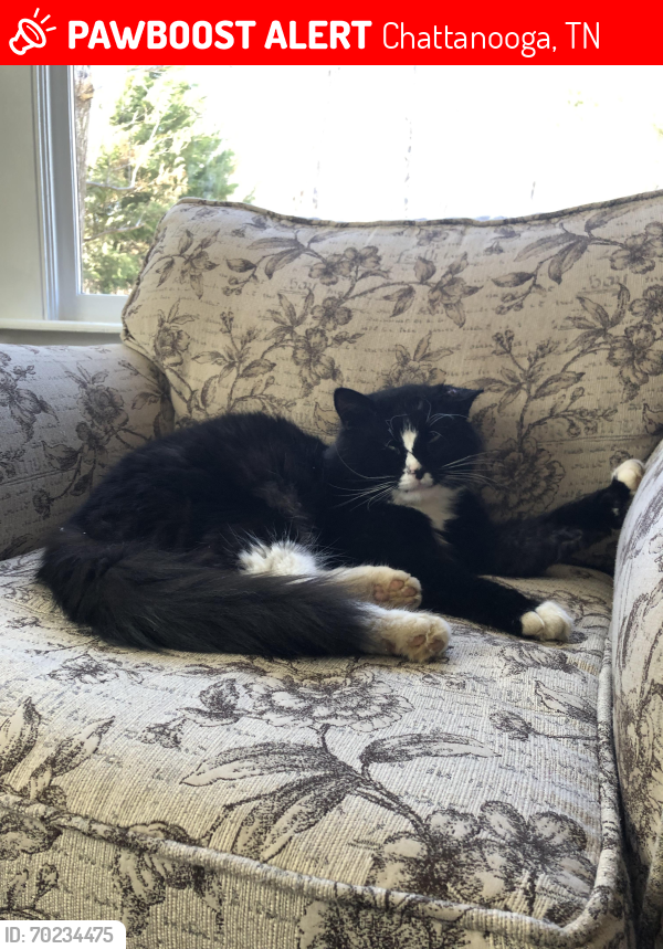 Lost Male Cat last seen Lookout Valley, Chattanooga, TN 37419