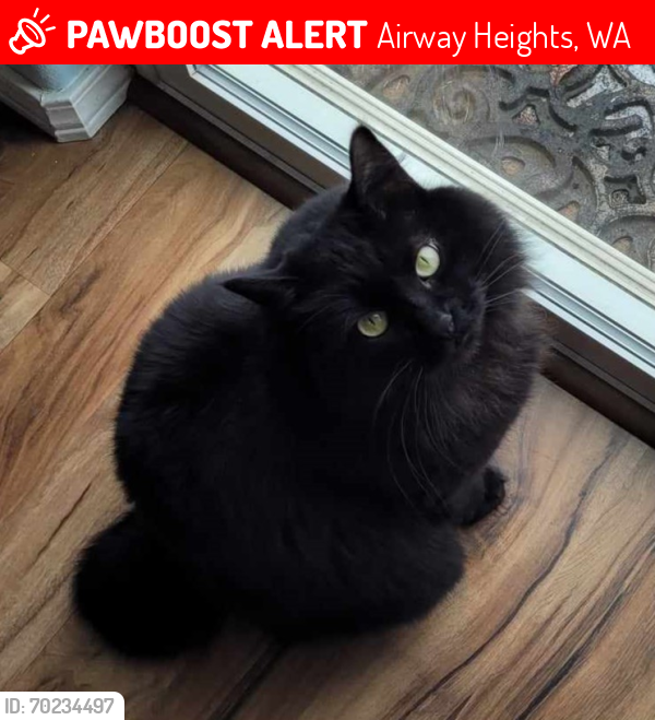 Lost Female Cat last seen Pacific Ct, Airway Heights, Airway Heights, WA 99001