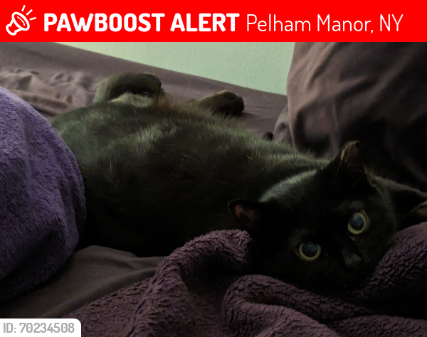 Lost Female Cat last seen Shore Road and Pelhamdale Avenue, Pelham Manor, NY 10803