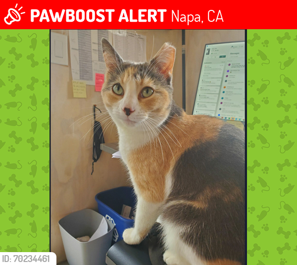 Lost Female Cat last seen Orchard Ave at Dry Creek Rd., Napa, CA 94558