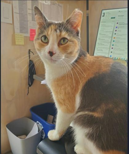 Lost Female Cat last seen Orchard Ave at Dry Creek Rd., Napa, CA 94558