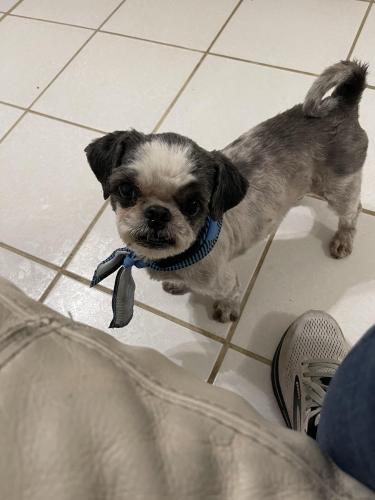 Lost Female Dog last seen Southmost Palma Blanca Dr , Brownsville, TX 78521