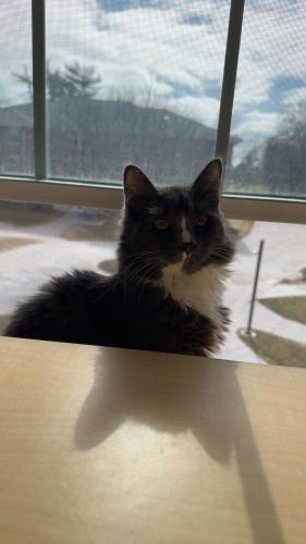 Lost Female Cat last seen HyVee , Omaha, NE 68134