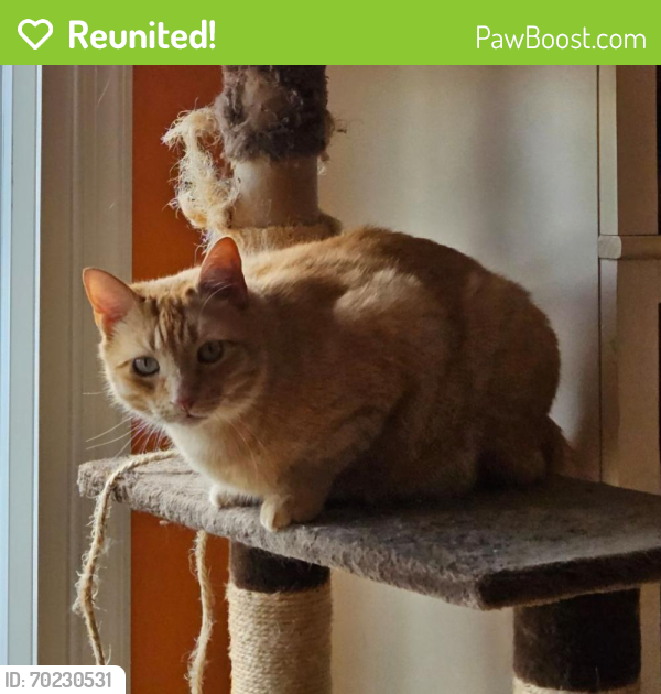 Reunited Male Cat last seen Boulder Drive and West Sedona Drive, West Bradford, Downingtown , West Bradford Township, PA 19335