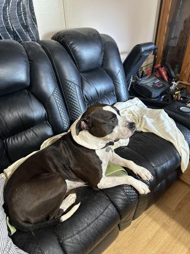 Lost Male Dog last seen Playmore Beach road n Pax Hill Road, Caldwell County, NC 28645