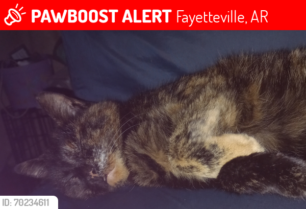 Lost Female Cat last seen Harmon Rd , Fayetteville, AR 72704