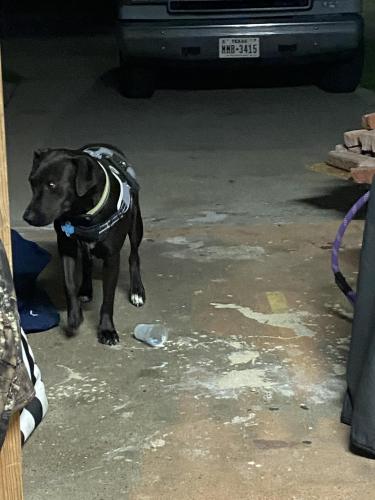 Lost Female Dog last seen East end Galveston , Galveston, TX 77550