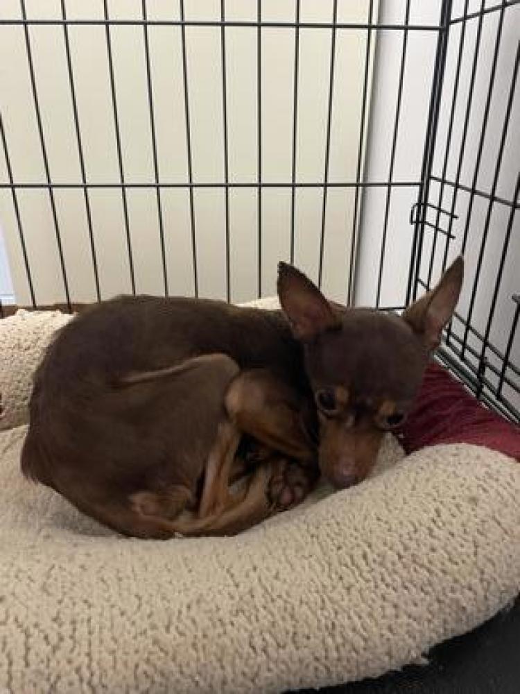 Shelter Stray Female Dog last seen New Bern, NC 28562, New Bern, NC 28562