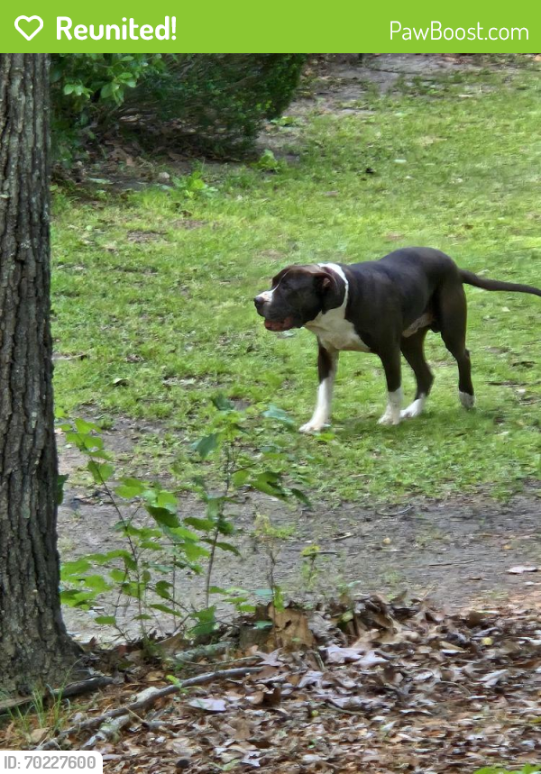 Reunited Male Dog last seen I found this dog on Blythewood Rd, SC in Blythewood , Blythewood, SC 29016