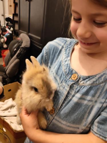 Lost Unknown Rabbit last seen Greenhurst Rd and 12th Ave, Nampa, ID 83686
