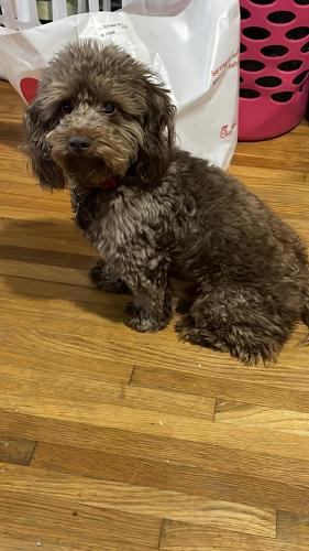 Lost Male Dog last seen Birchleaf and Craft, Memphis, TN 38116