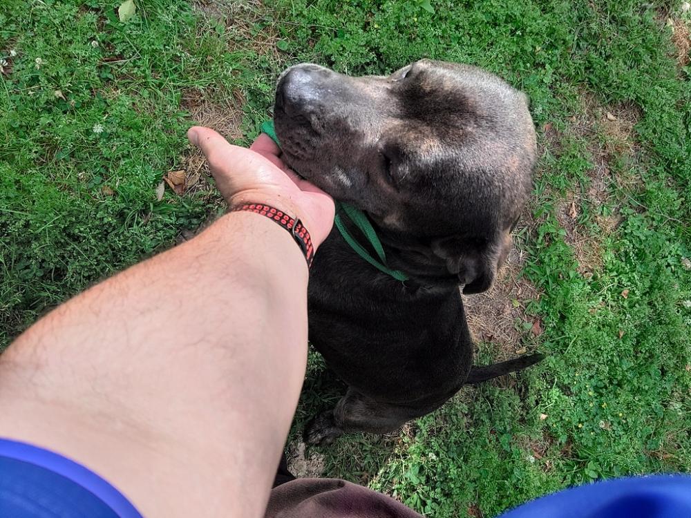 Shelter Stray Male Dog last seen Near Bull Run Circle, BROUSSARD, LA, 70518, Lafayette, LA 70507