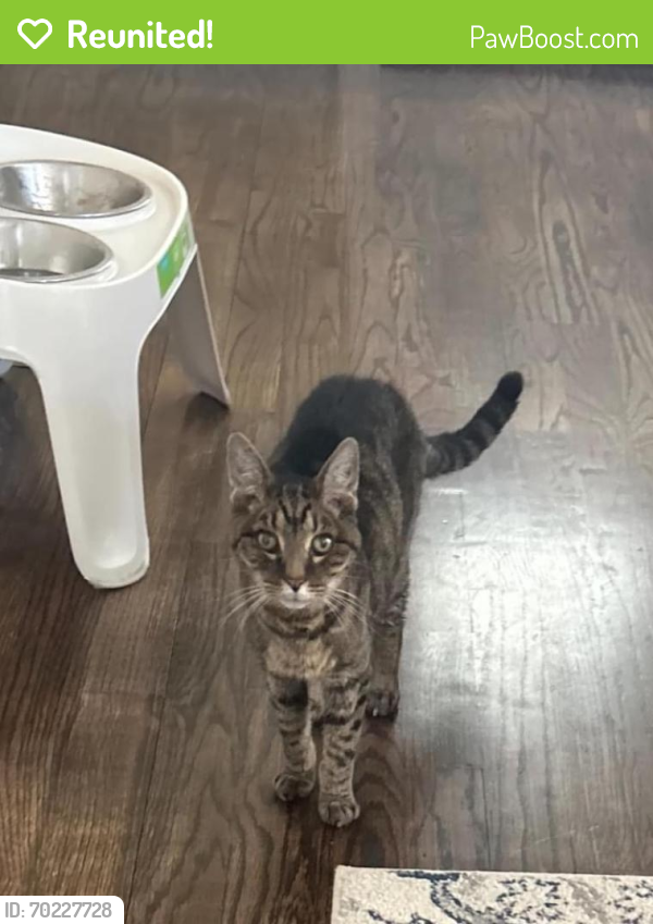 Reunited Male Cat last seen Franklin Street and South Ave, Media, PA, Media, PA 19063