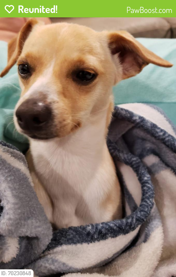 Reunited Male Dog last seen Across the intersection from Sommers bend park. , Temecula, CA 92591