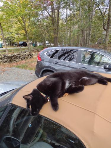 Lost Male Cat last seen APCP L section , Tobyhanna, PA 18466