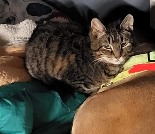 Lost Male Cat last seen Campos Drive and Spruce Creek Dog Park, The Villages, FL 32162