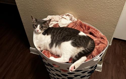 Lost Female Cat last seen McCallum Dr. and Western Dr. , Garland, TX 75042