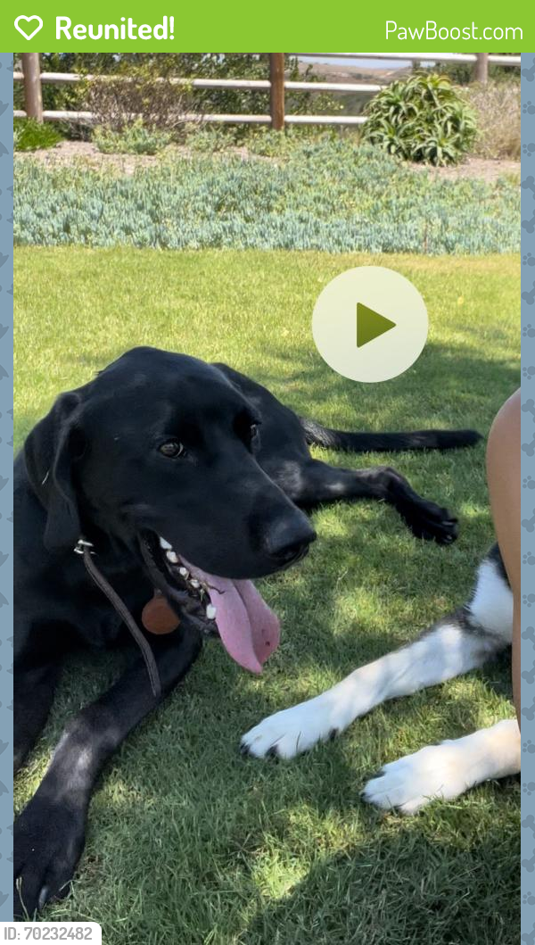 Reunited Male Dog last seen bennett and 11th st, Long Beach, CA 90804