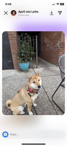 Lost Male Dog last seen 144th and Convent Ave, New York, NY 10031