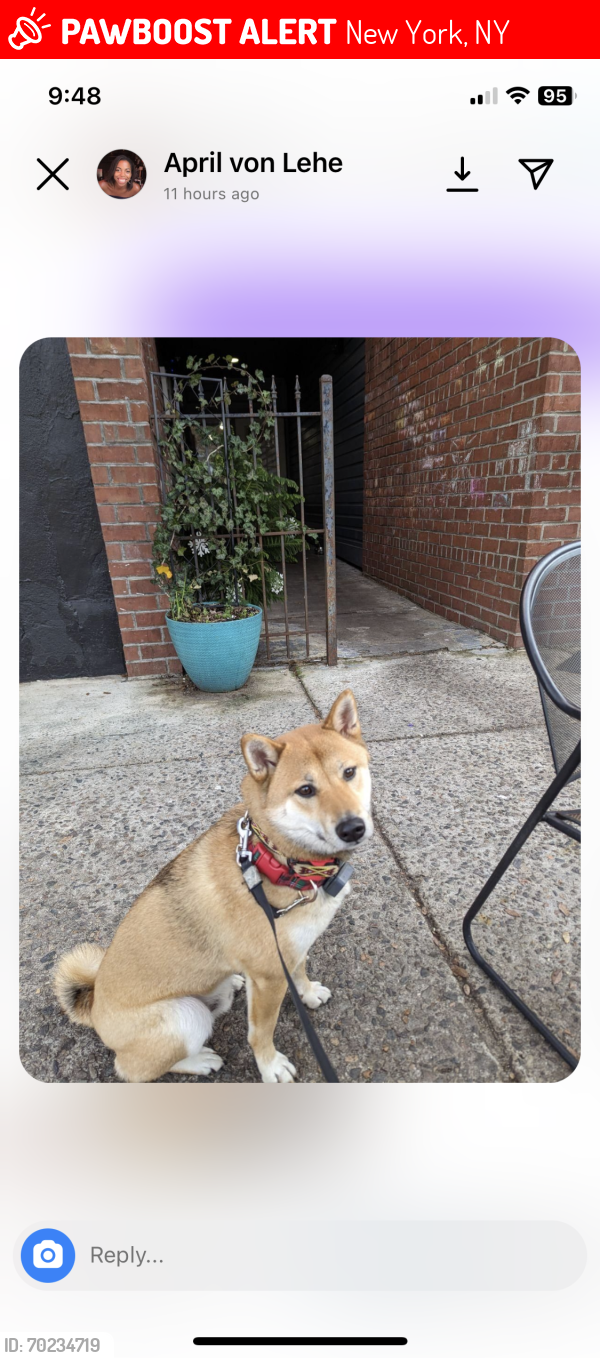 Lost Male Dog last seen 144th and Convent Ave, New York, NY 10031