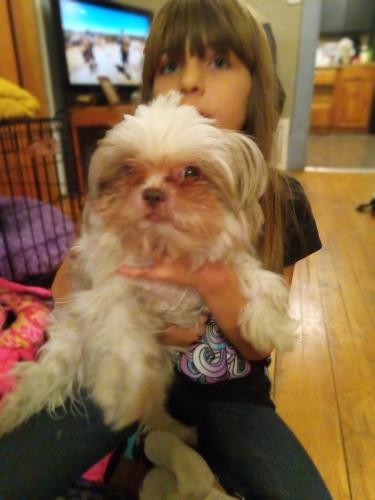 Lost Female Dog last seen Pershing, State Rd, W.54 the St., Parma, OH 44134