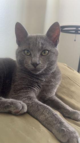 Lost Male Cat last seen Newby Dr & Endicott Dr , Riverside, CA 92505