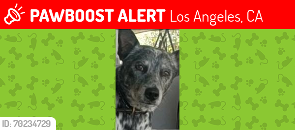 Lost Male Dog last seen Near Midici The Neopolitan Pizza Company, Van Nuys blvd and Cedros st in Sherman Oaks, Los Angeles, CA 91403