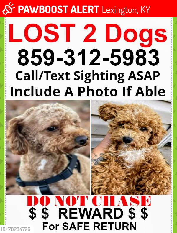 Lost Male Dog last seen Creamery, Lexington, KY 40508