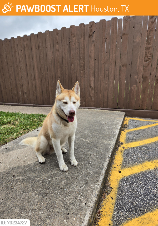 Houston, TX Stray Male Dog Found Near Hammerly blvd and Brittmoore ...