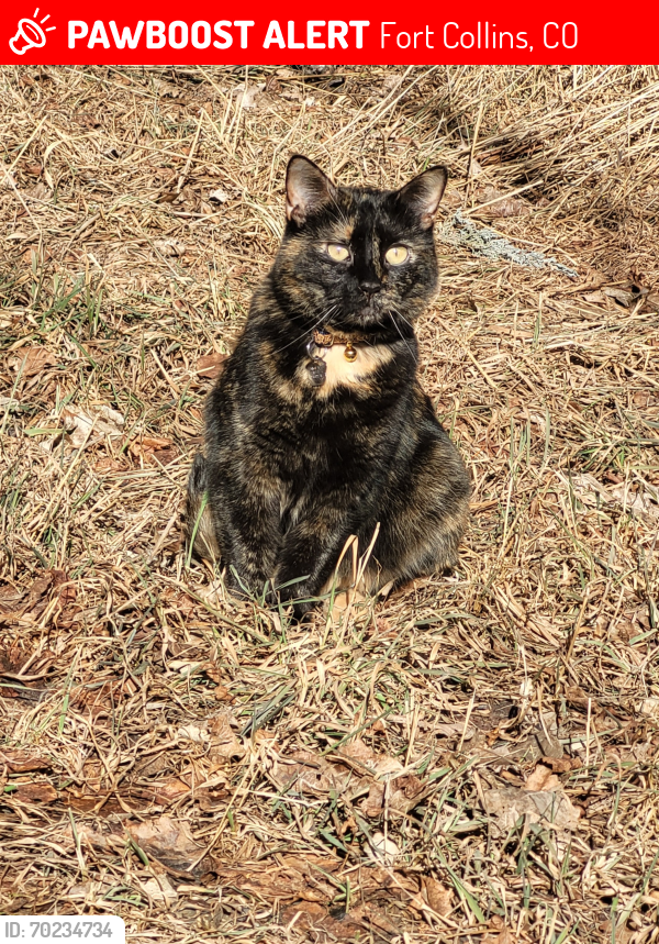 Lost Female Cat last seen North Whitcomb, btw horse barns and plant nursery, still missing!, Fort Collins, CO 80524